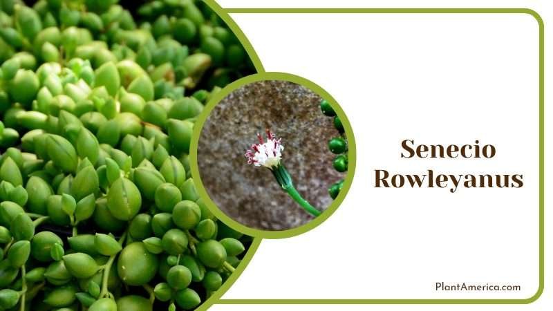 Senecio Rowleyanus Flowers Plant America