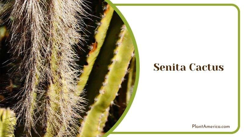 Senita Cactus Plants Plant America Senita Cactus Plants Plant America