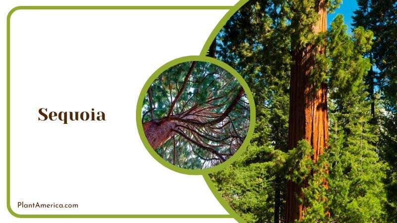 Sequoia Known as redwood trees Plant America