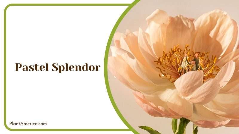 Serene Pastel Splendor Peony Plant America