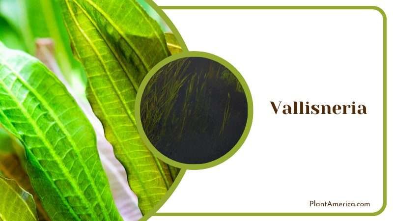 Serene Vallisneria Plant Plant America