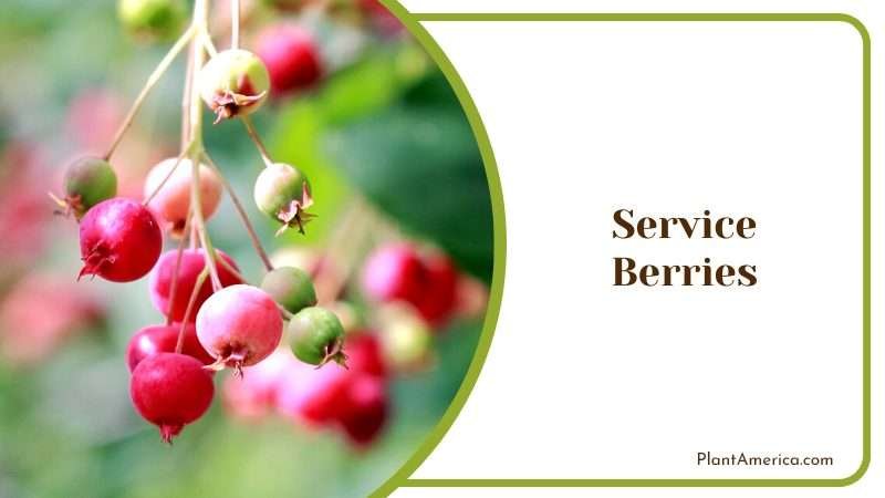 Service Berries on Tree Branches Plant America