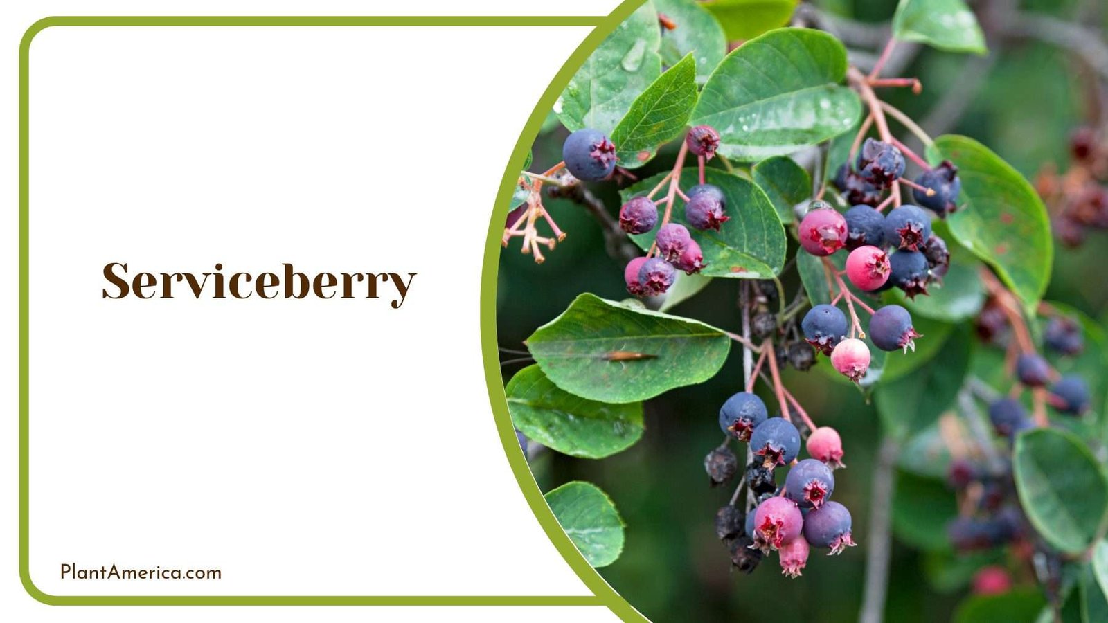 Serviceberry Plants Plant America