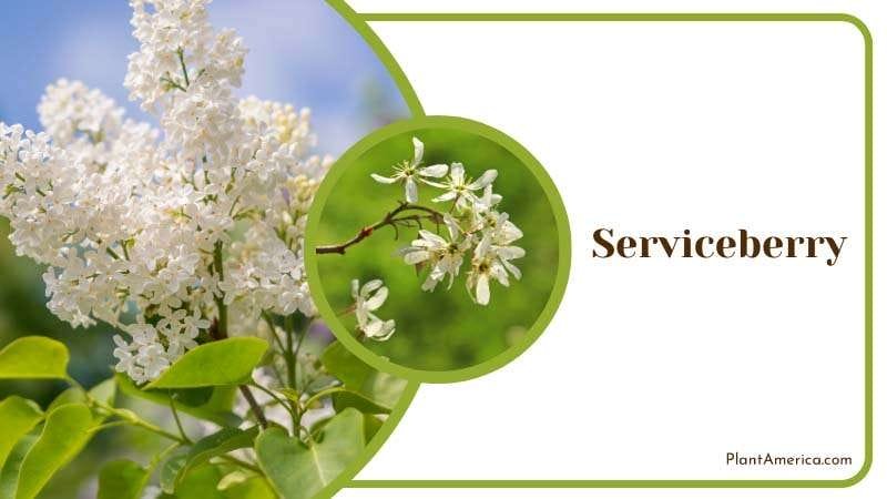 Serviceberry Tree with White Flowers Plant America Serviceberry Tree with White Flowers Plant America