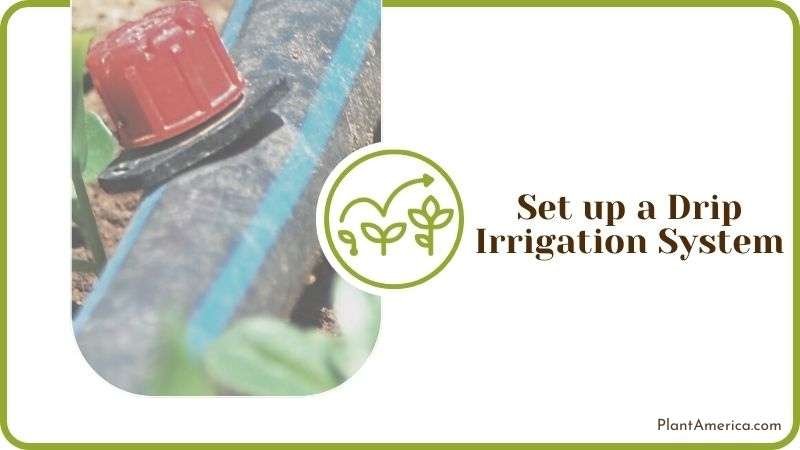 Set up a Drip Irrigation System Plant America