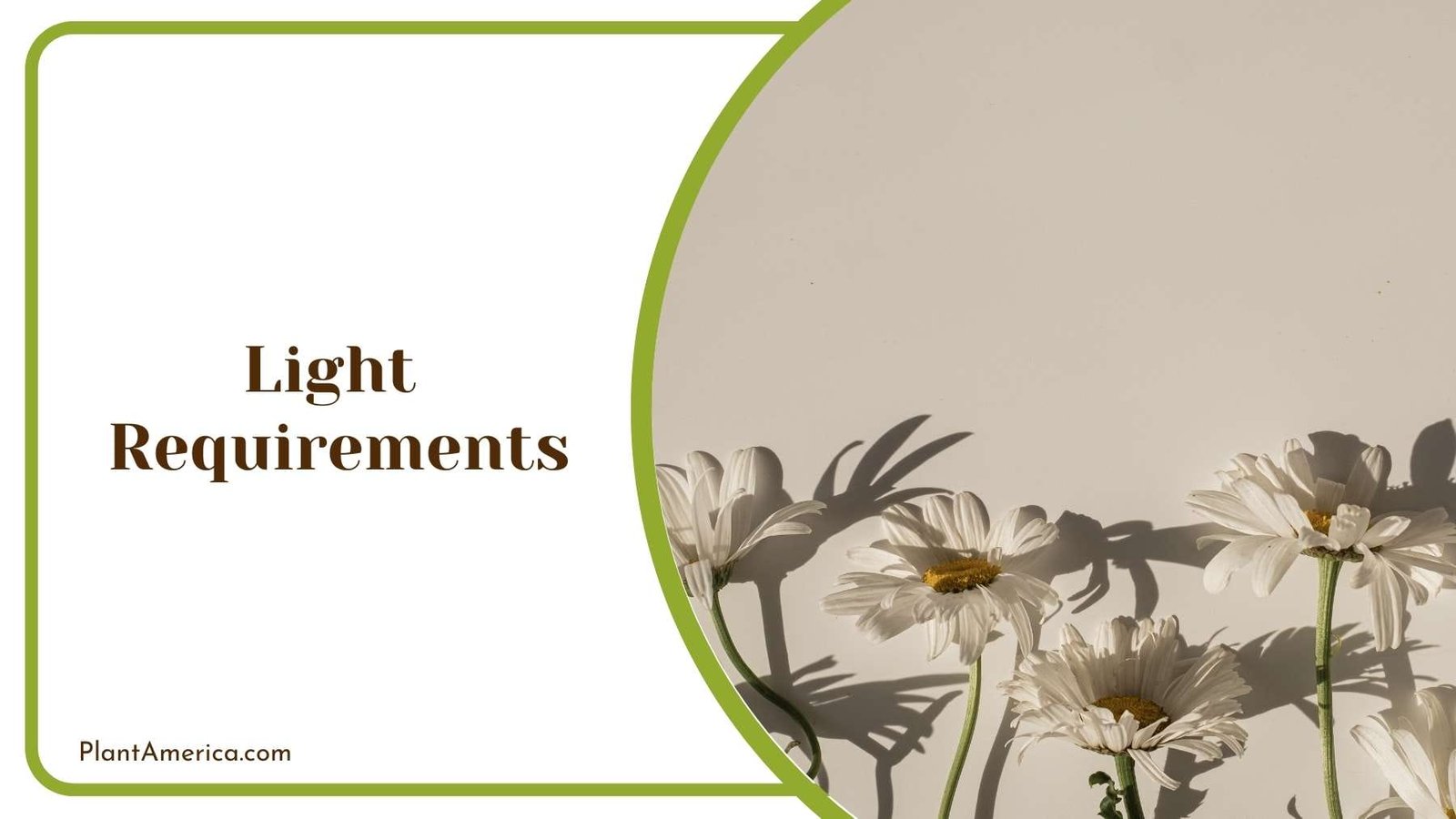 Shadows Of a Flowers On a Wall Plant America