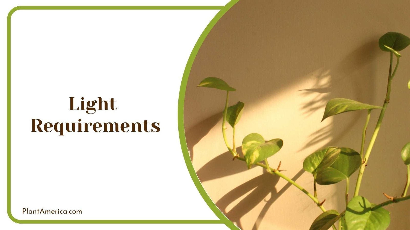 Shadows Of a Plant Plant America