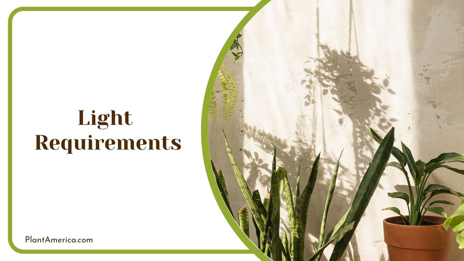 Shadows Of a Pot Plant America