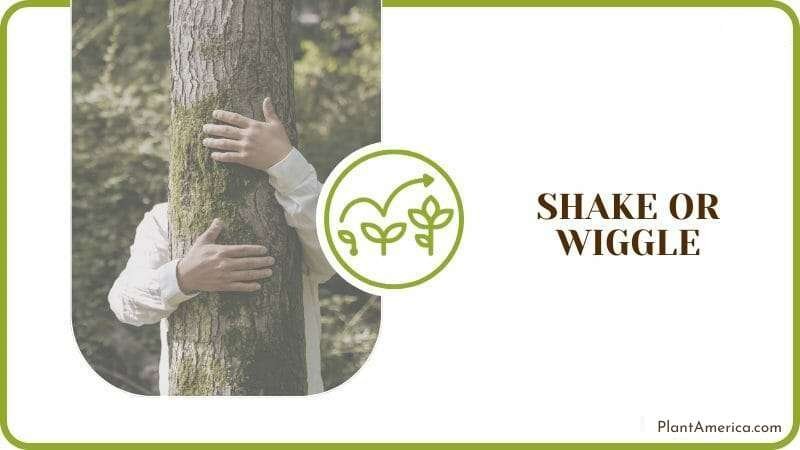 Shake the Fig Trunk Plant America