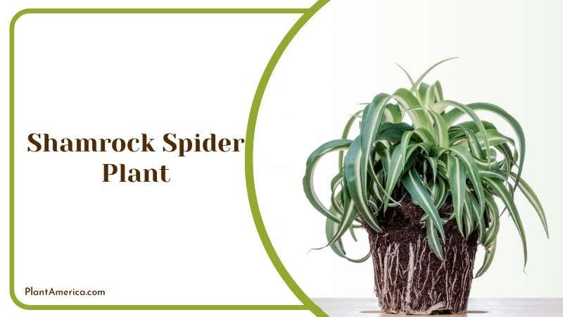 Shamrock Spider Plant PlantAmerica