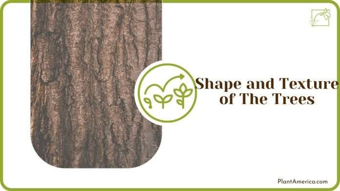 How Can You Tell the Difference Between Two Types of Trees? - Plant America