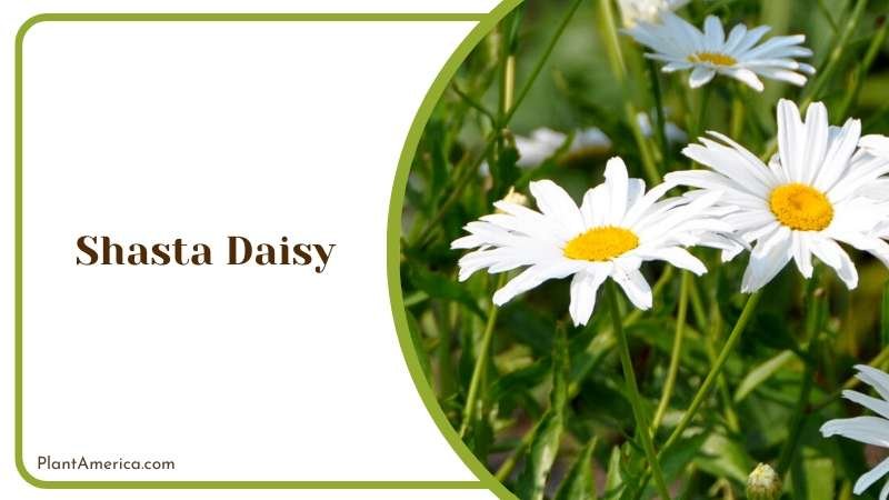 Shasta Daisies in Blossoms Plant America