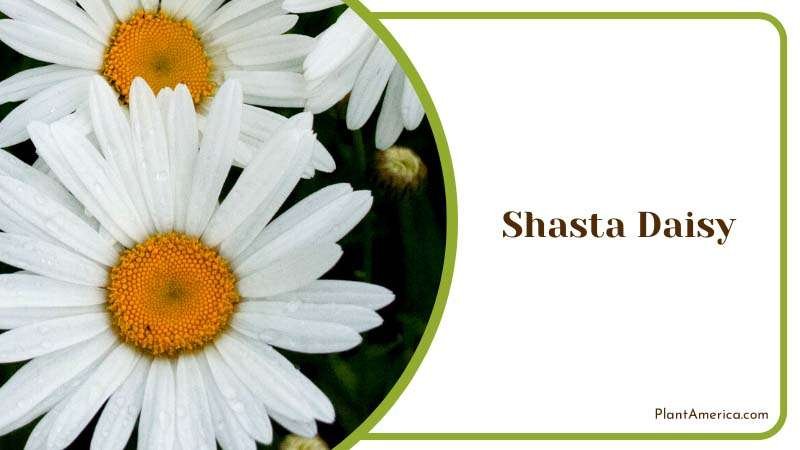 Shasta Daisy Petals Shine Plant America Shasta Daisy Petals Shine Plant America