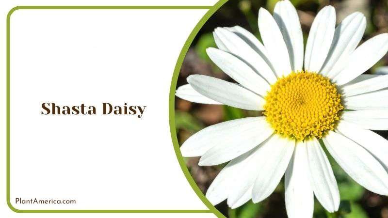 Shasta Daisy Plant America 1