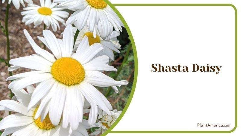 Shasta Daisy Plant America Shasta Daisy Plant America