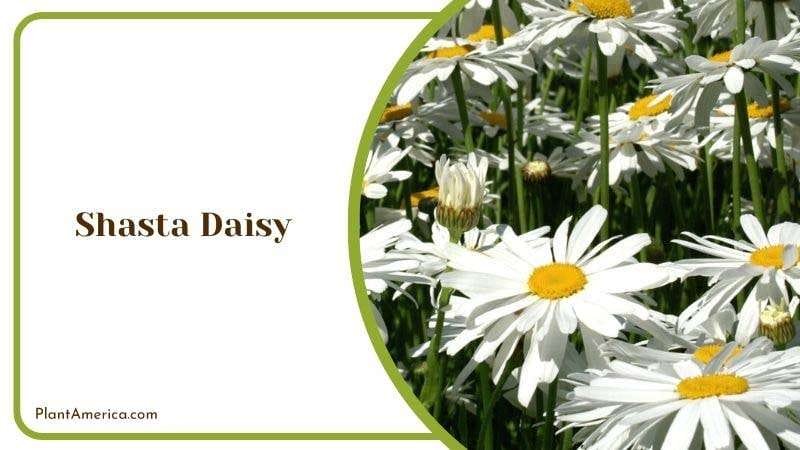 Shasta Daisy PlantAmerica