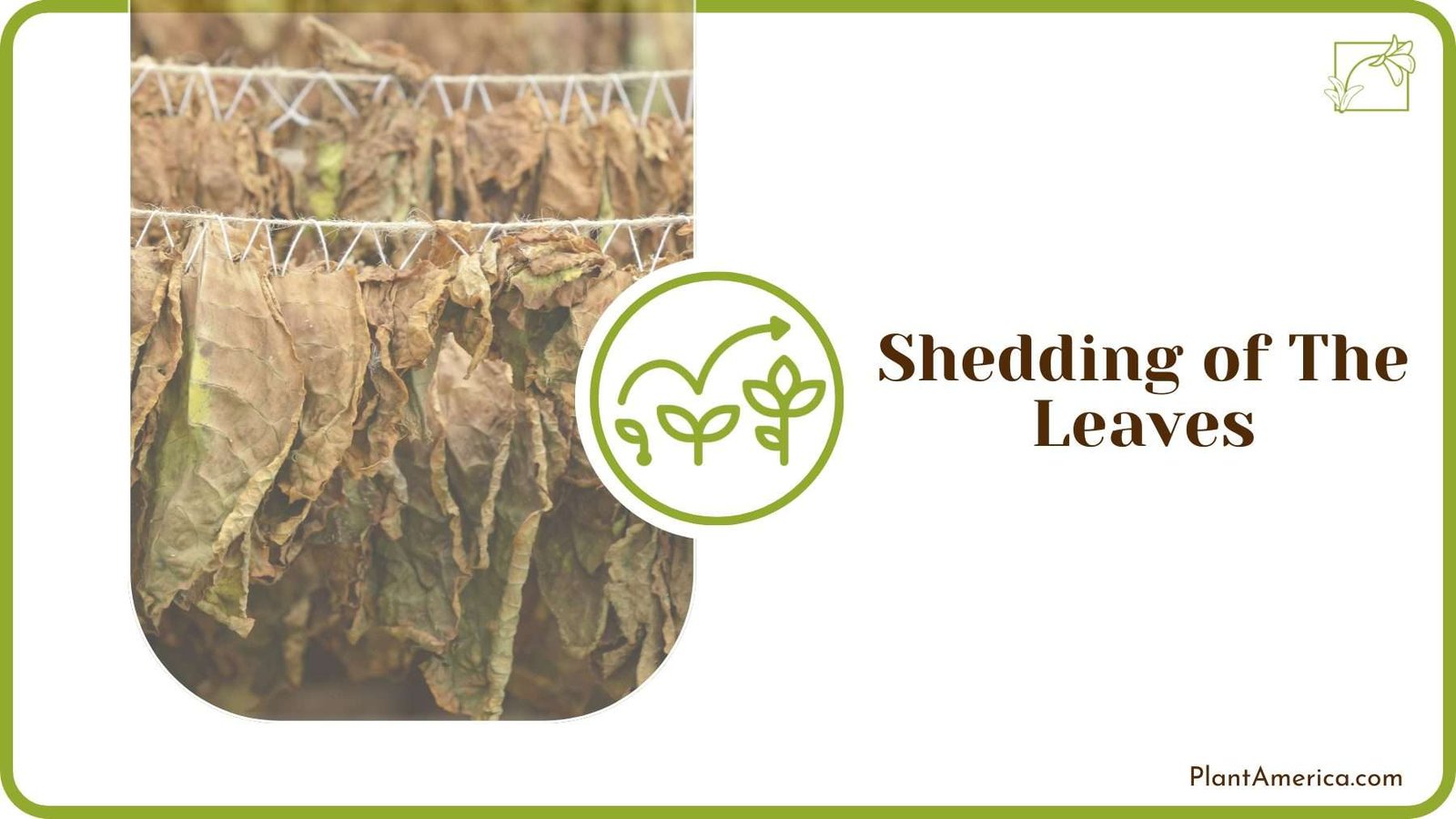 Shedding of The Leaves PlantAmerica