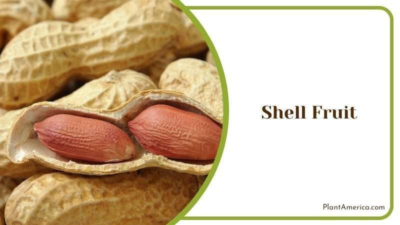 Shell Fruit Plant America