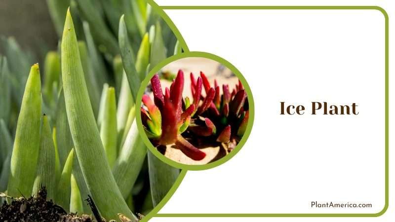 Shimmering Ice Plant Plant America