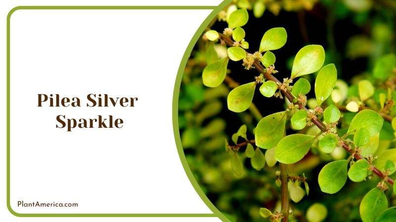 Shinning Pilea Silver Sparkle in Garden Plant America Shinning Pilea Silver Sparkle in Garden Plant America