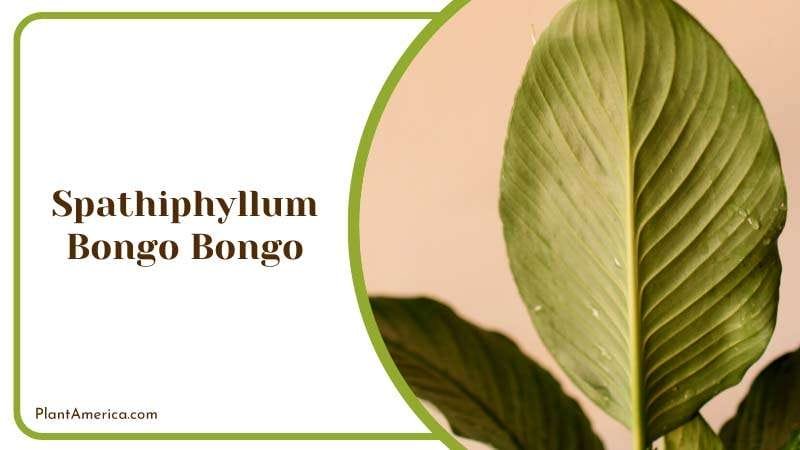 Shiny Spathiphyllum Sensation Variety PlantAmerica