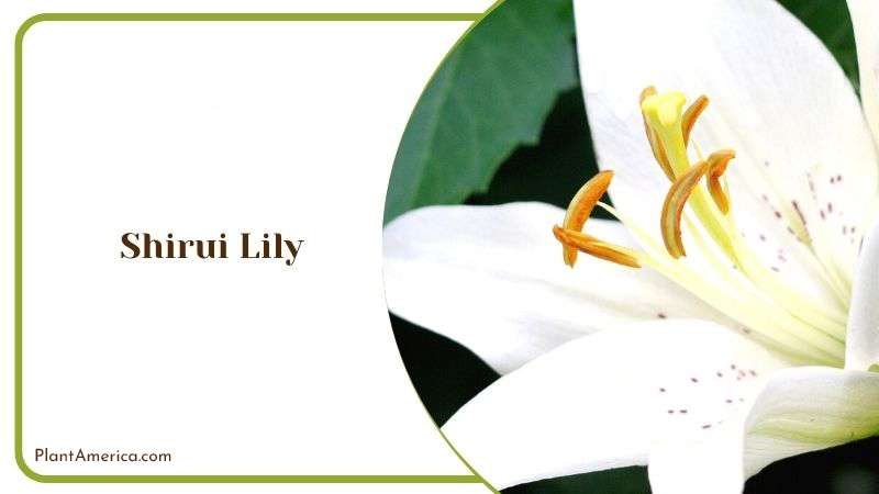 Shirui Lily Plant America Shirui Lily Plant America