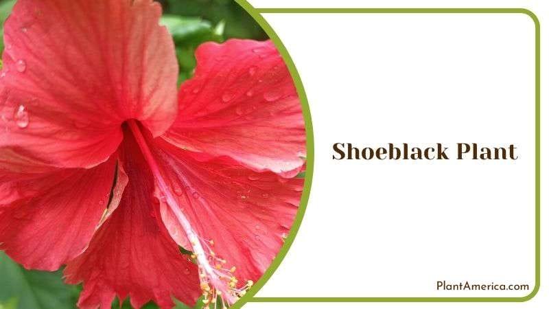 Shoeblack Plant Plant America