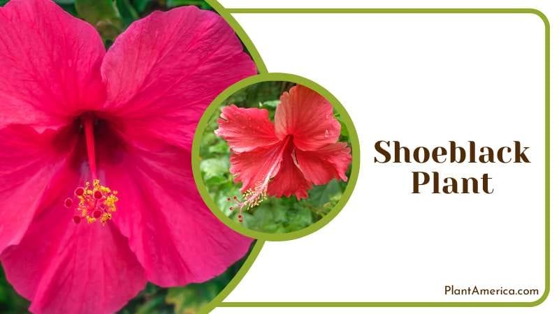 Shoeblack Plant cultivated in containers Plant America