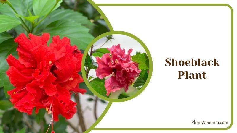 Shoeblackplant Plant America