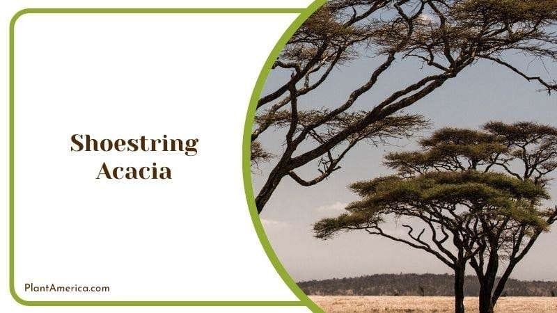 Shoestring Acacia Plant America