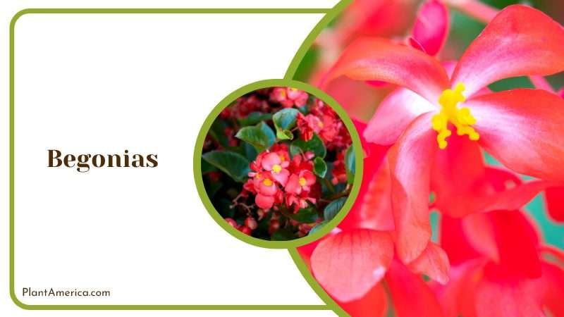 Showy Begonia Blooms Plant America