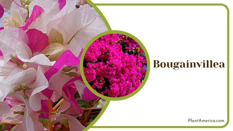 Showy Bougainvillea Blooms Plant America