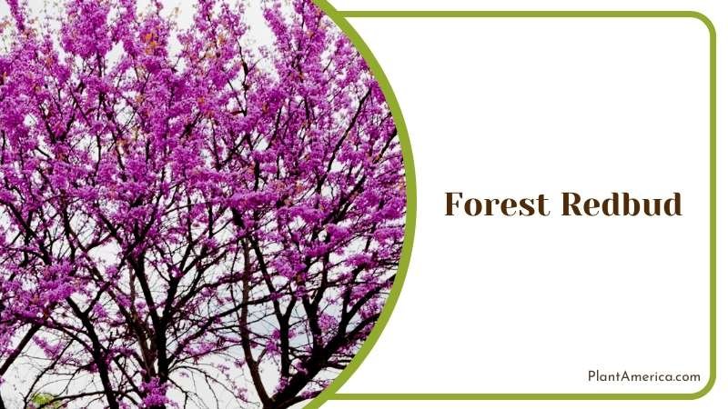 Showy Forest Redbuds Plant America Showy Forest Redbuds Plant America