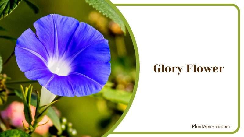 Showy Glory Flower Vine Plant America