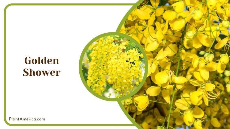 Showy Golden Shower Tree PlantAmerica