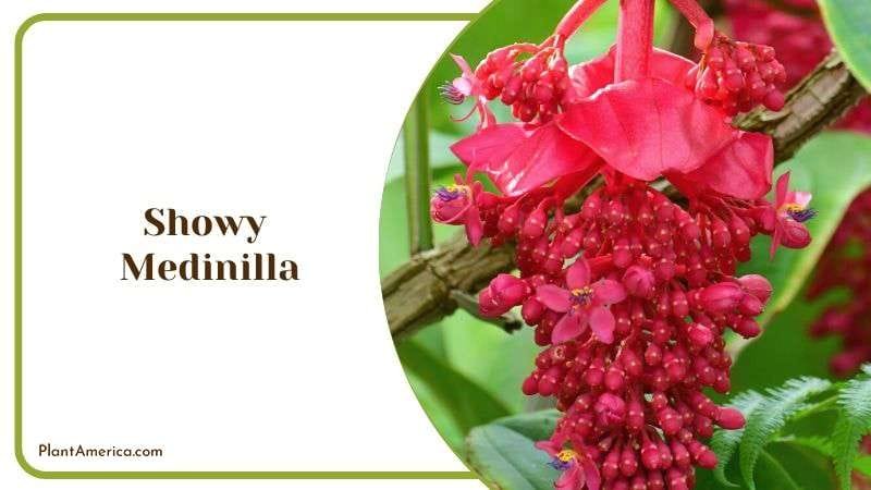 Showy Medinilla Plant America