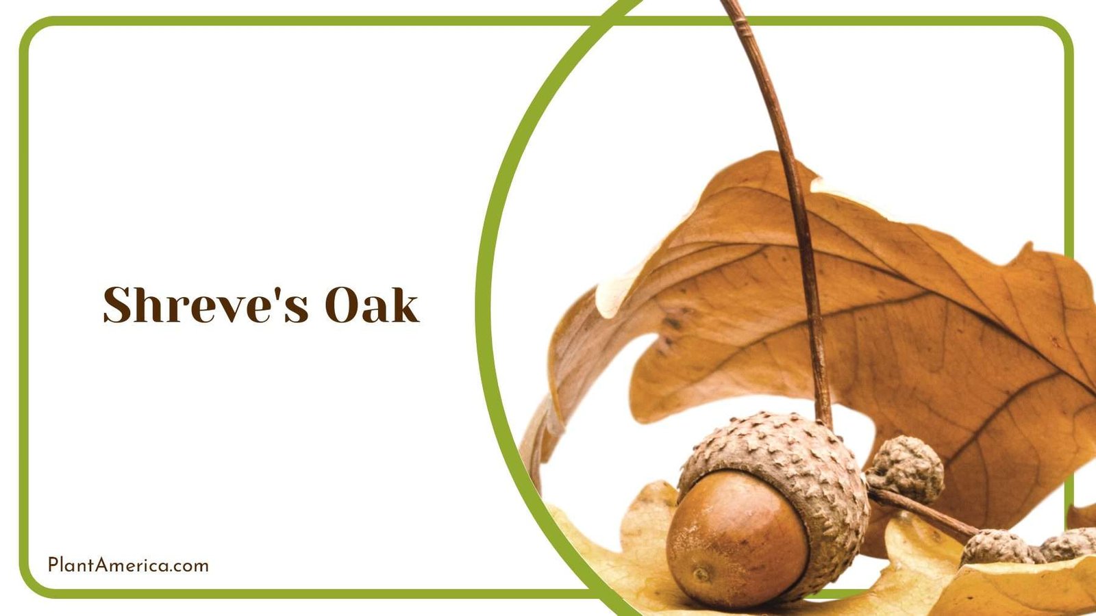 Shreve s Oak Leaves Plant America
