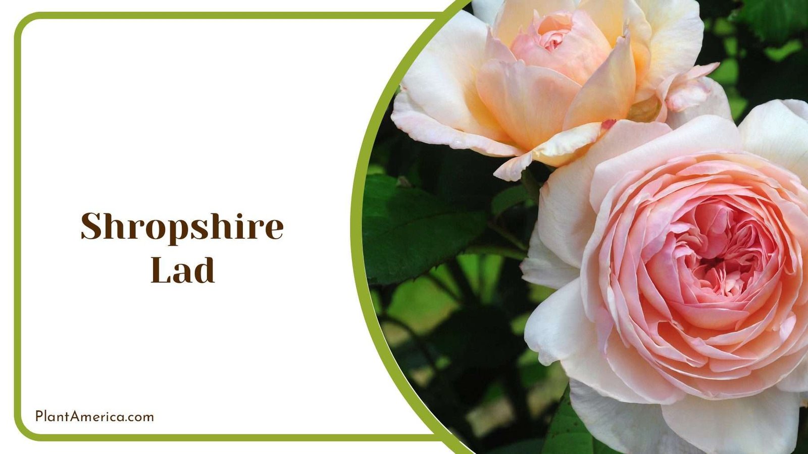 Shropshire Lad In The Sunlight Plant America