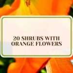 27 Orange Flowers You’ll Love in the Garden this Season
