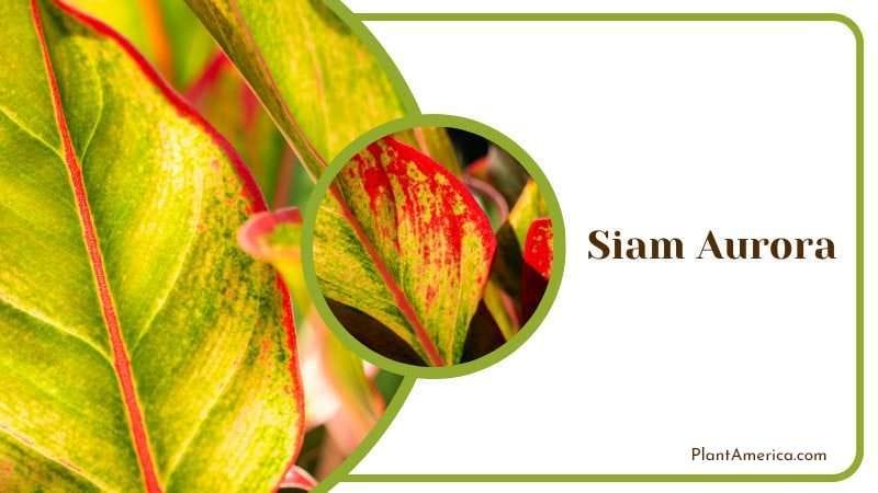 Siam Aurora PlantAmerica Siam Aurora PlantAmerica
