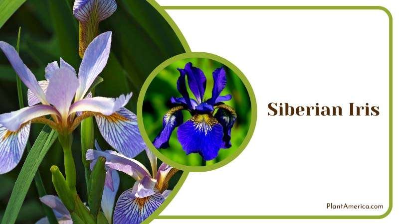 Siberian Iris Pops in Spring Plant America Siberian Iris Pops in Spring Plant America