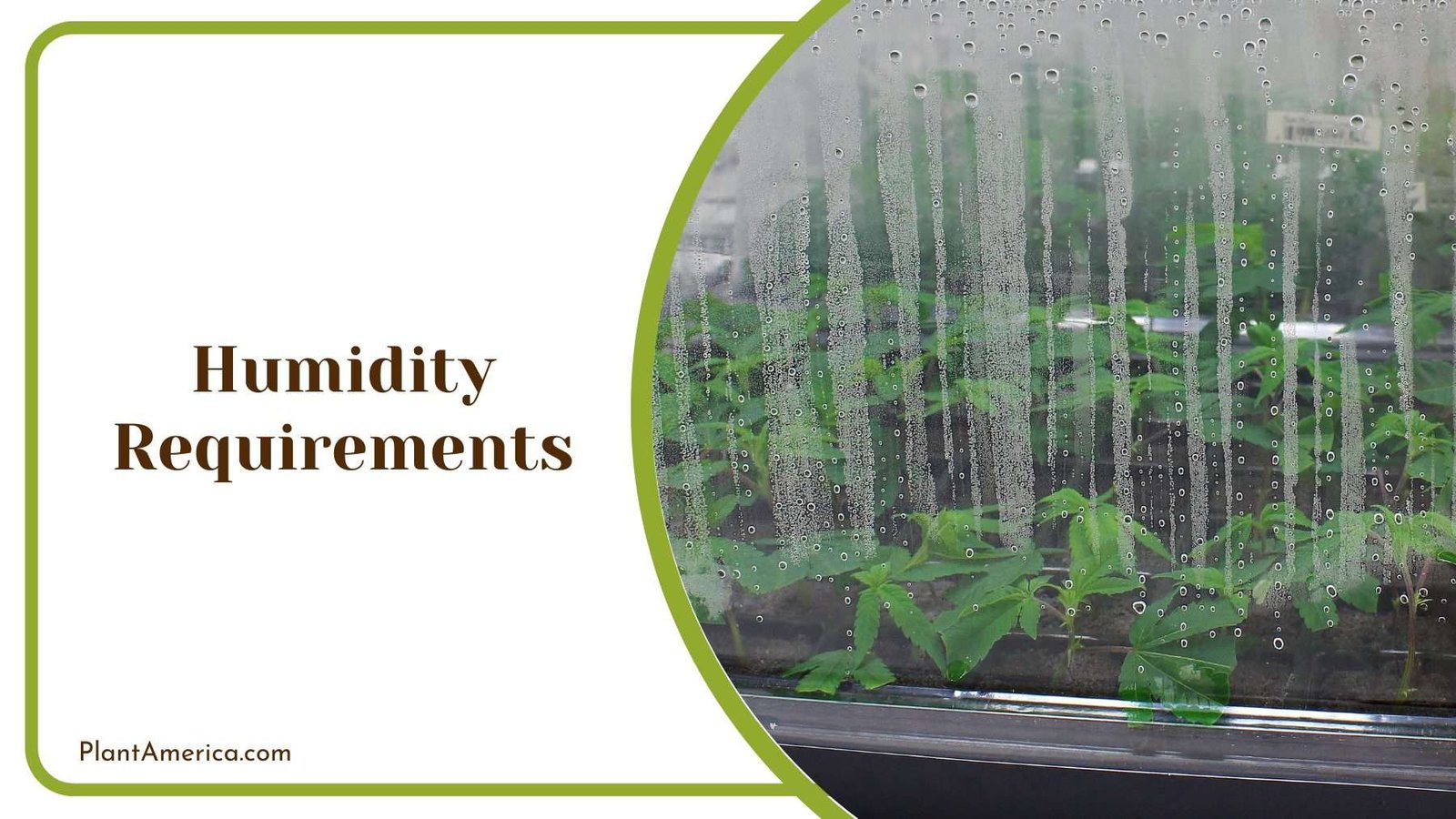 Sign Of Humidity On a Glass Plant America