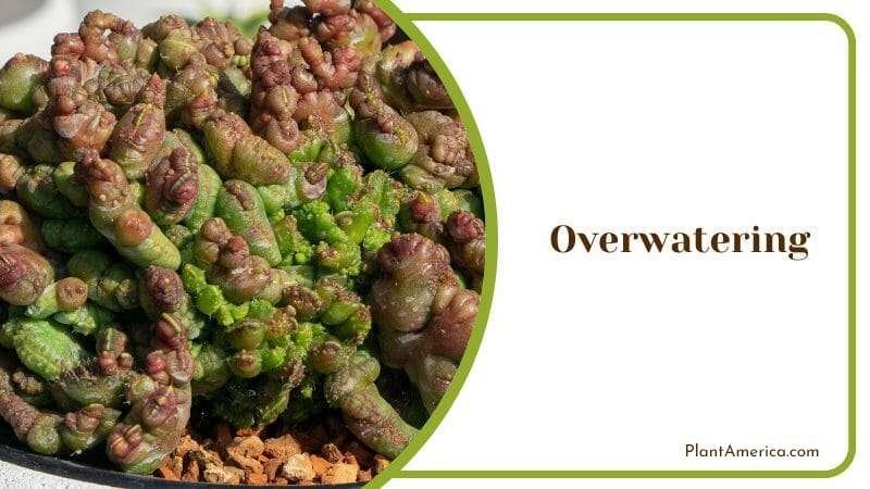 Sign of Overwatering Plant America