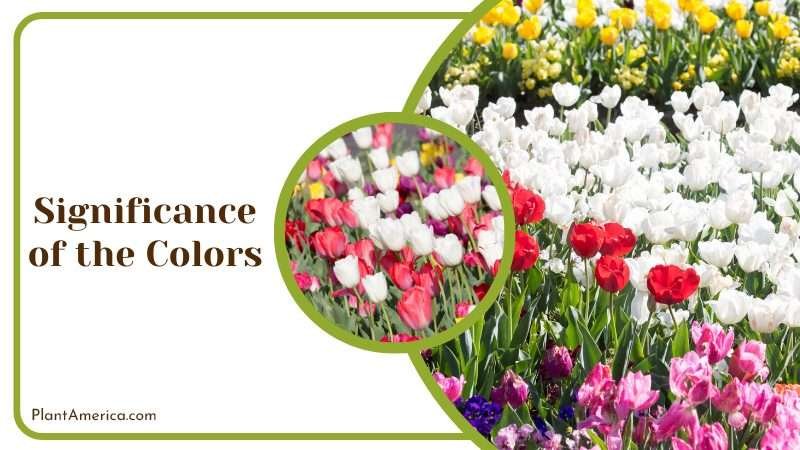 Significance and Meaning of the Colors Plant America