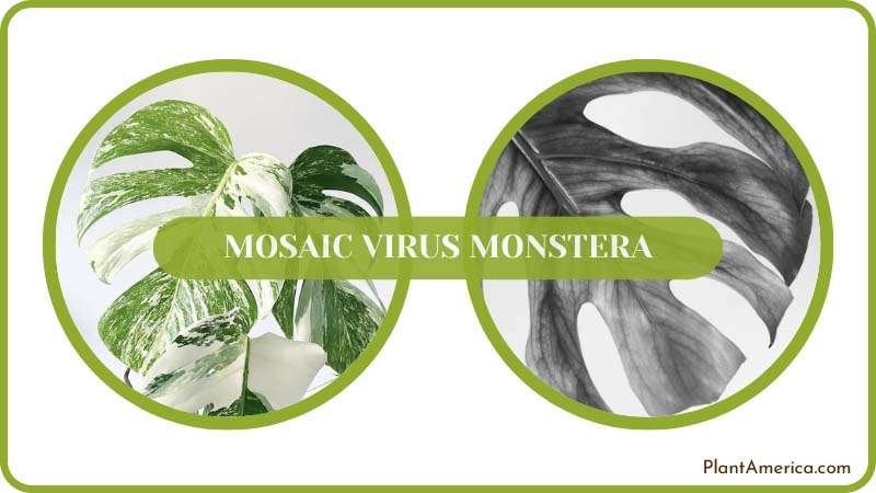 Kubilay Content Image Problem/Solution Signs of Mosaic Virus M