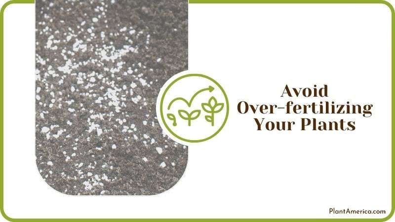 Signs of Overfertilized Plants Plant America