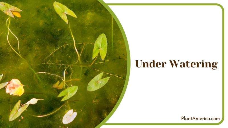Signs of Under Watering in Monstera Plants ~ PlantAmerica