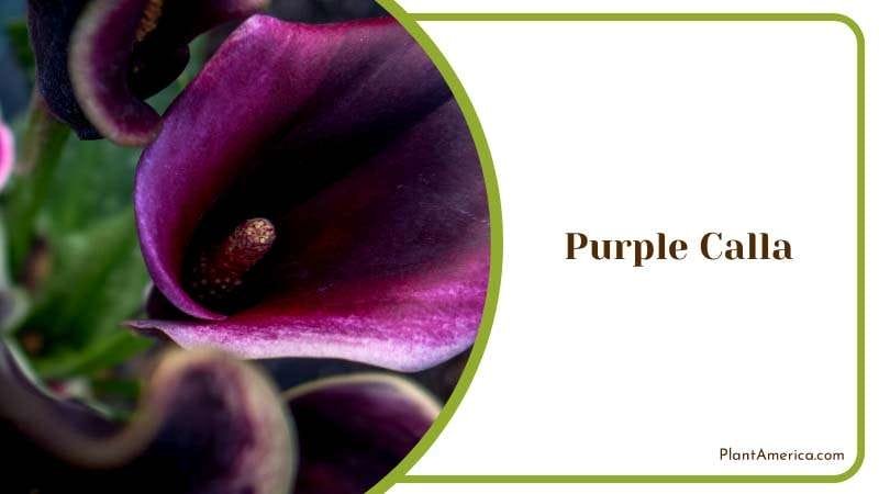 Silhouetted Bouquet of Purple Calla Plant America Silhouetted Bouquet of Purple Calla Plant America