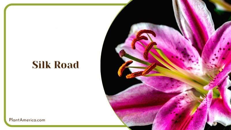 Silk Road Plant America