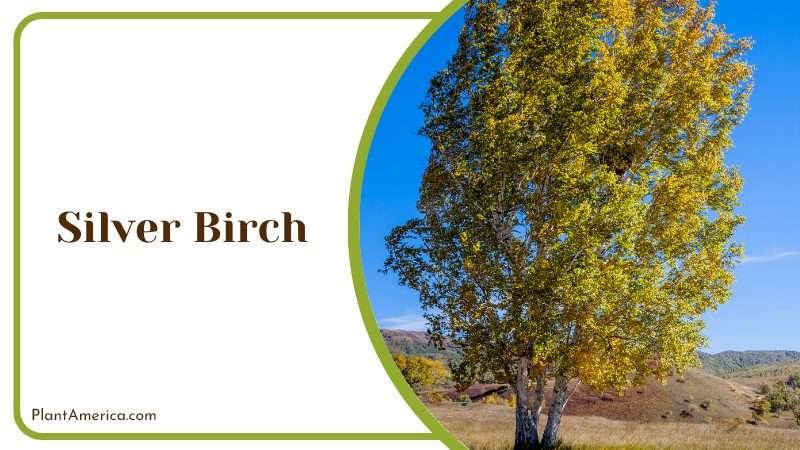 Silver Birch needs open sunny location PlantAmerica